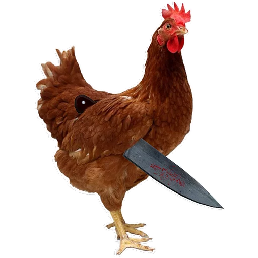 Стикер Куры