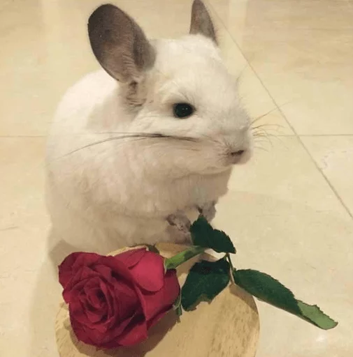 Стикер Cool Chinchilla