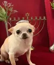 Стикер Dogs