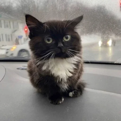 Стикер Чмоня