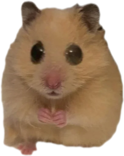 Стикер Хомяк Личи