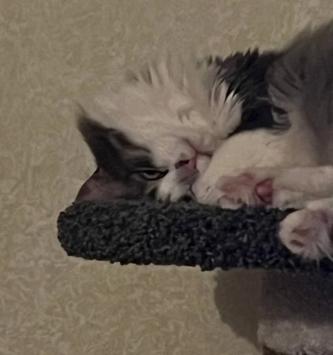 Стикер Котик