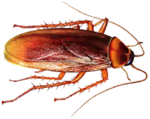 Стикер Cockroach
