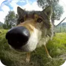 Стикер Wolfs