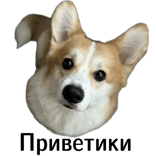 Стикер Corgi Cheetos