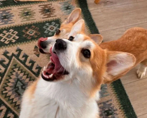 Стикер Рыжие глупости