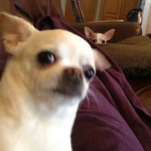 Стикер Dogs