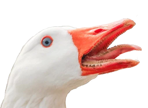 Стикер Crazy Birds