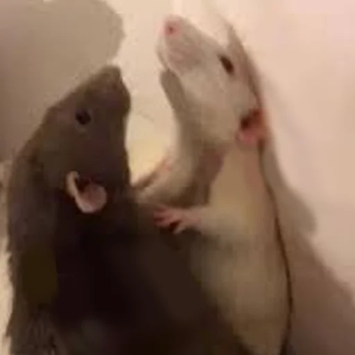 Стикер Cute Copies