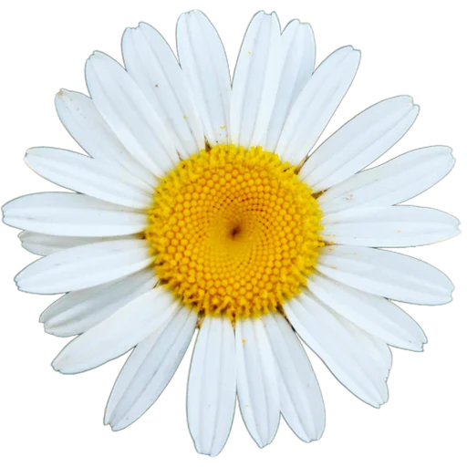 Стикер Милые цветы