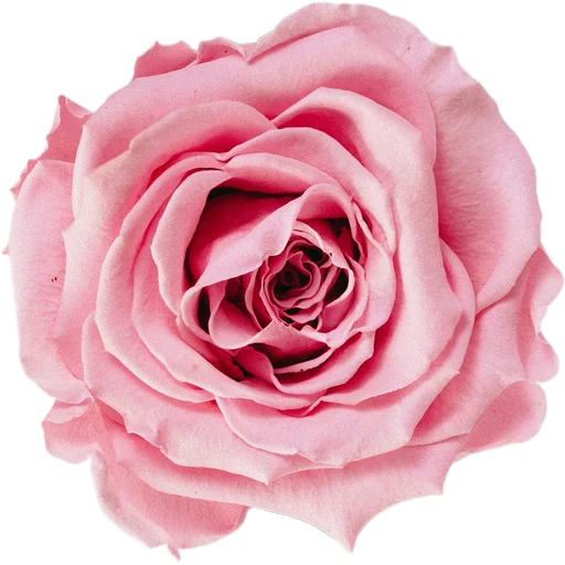 Стикер Милые цветы