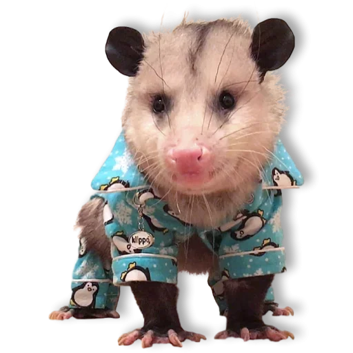 Стикер Cute Opossum