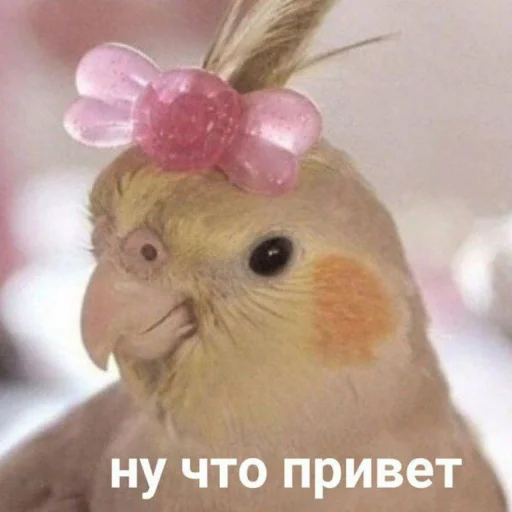 Стикер Cute Parrots Meme