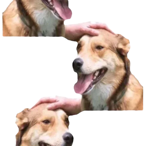 Стикер DDDoges