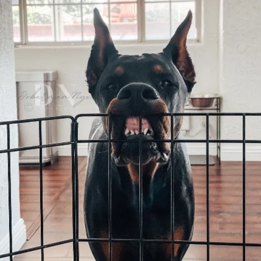 Стикер Doberman