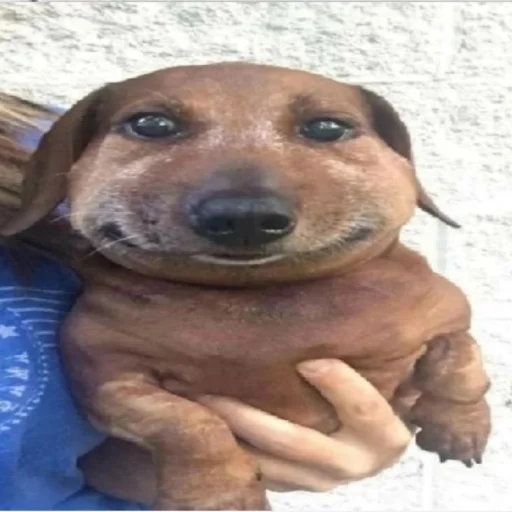Стикер Dogs
