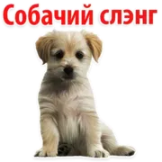 Стикер ?Собачий Слэнг