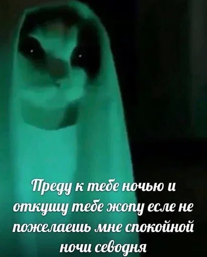 Стикер Кот