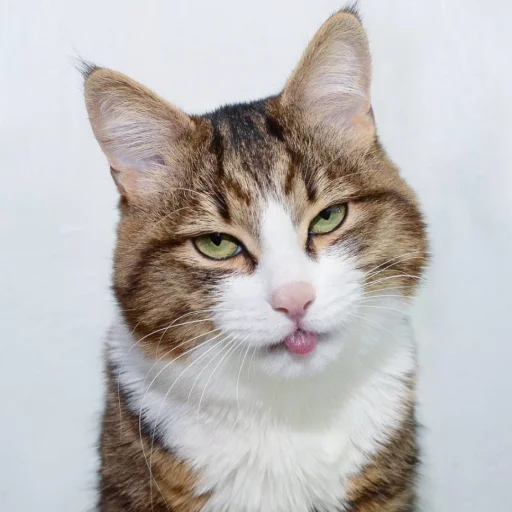 Стикер Еблеты котов