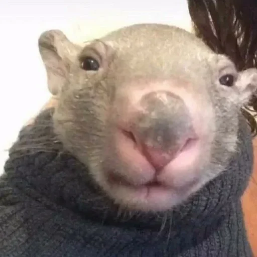 Стикер Ебло