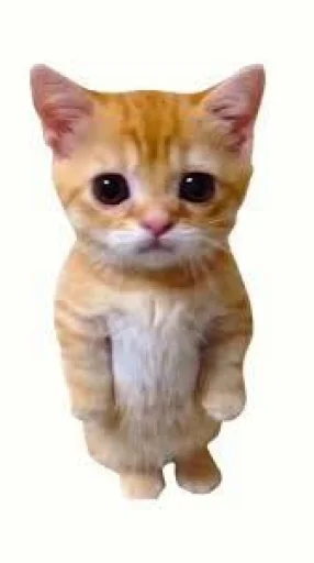 Стикер El Gato