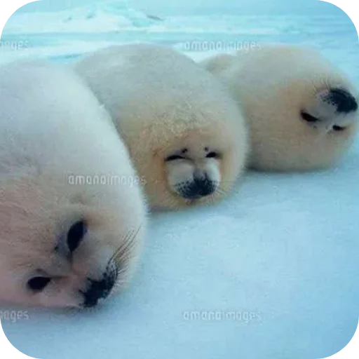 Стикер ТЮЛЕНИ