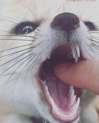 Стикер FensFennecPack