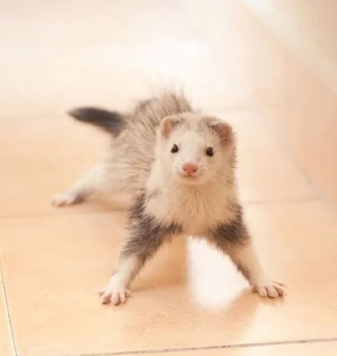 Стикер хорьки