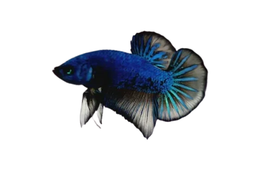 Стикер Fish