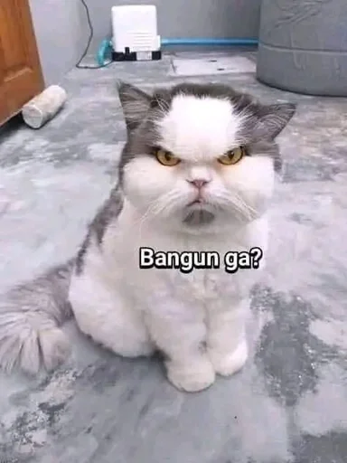 Стикер котики