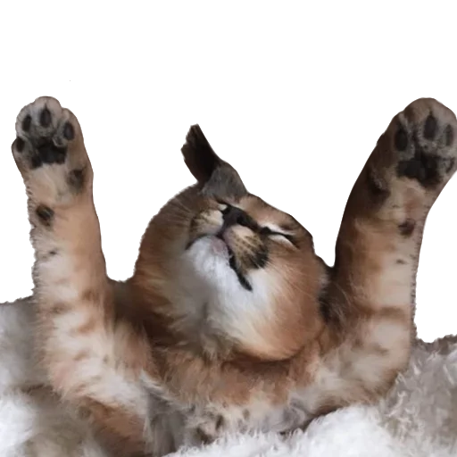 Стикер Floppa Caracal