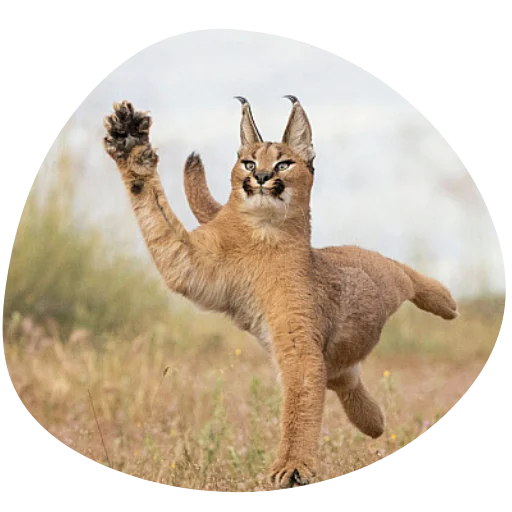 Стикер Flopped