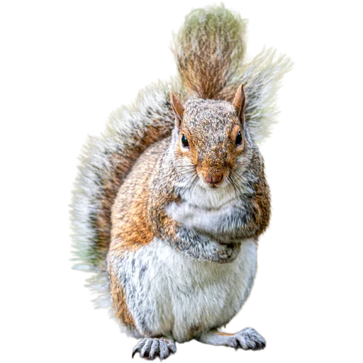 Стикер Пушистые и шустрые