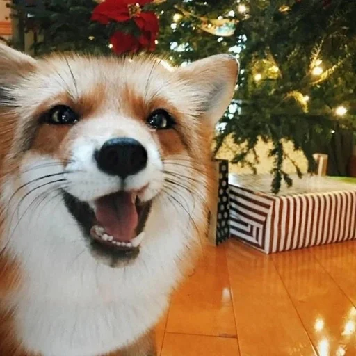 Стикер Лисички