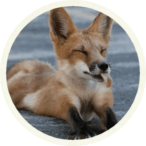 Стикер Foxx for Telegram