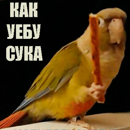 Стикер Parrots