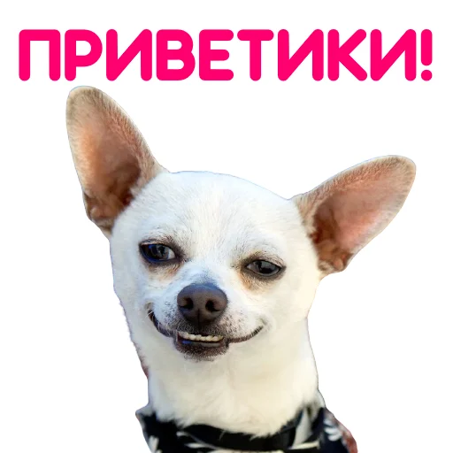 Стикер ЧИХУАХУА