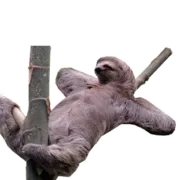 Стикер Funny Sloth