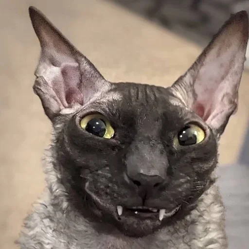 Стикер Cats