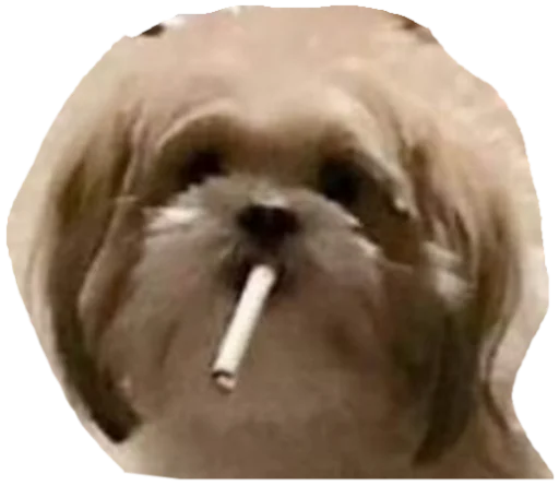 Стикер Zdorou