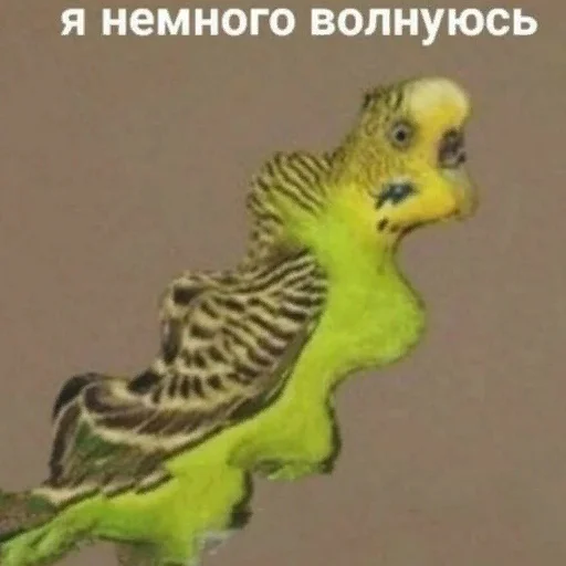 Стикер *Мемы на все случаи жизни*