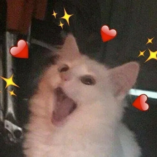 Стикер мяу мяу