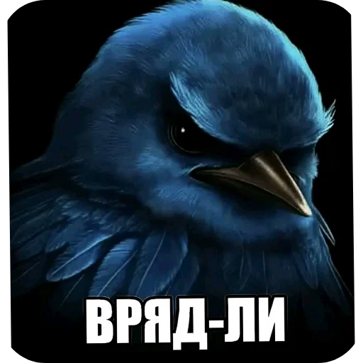 Стикер Birds Memes