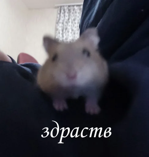 Стикер Гошик