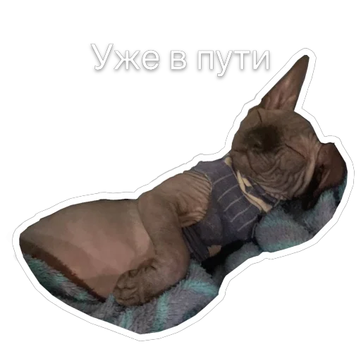 Набор стикеров