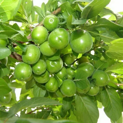 Стикер Green Time