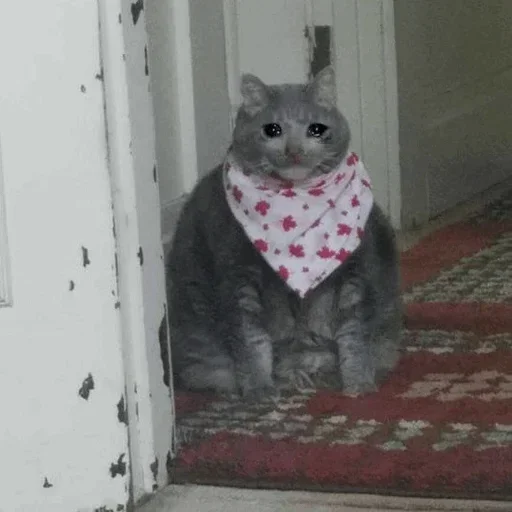 Стикер Hagh Pack Cat