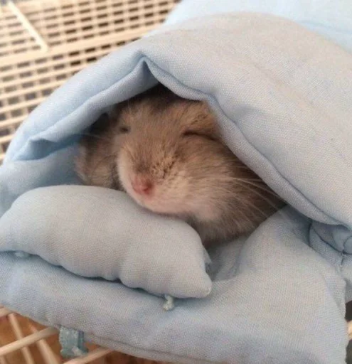 Стикер Hamster Kiana