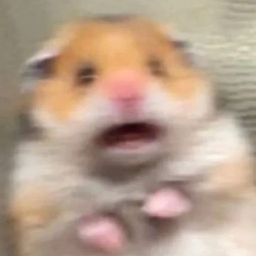 Стикер Hamsters