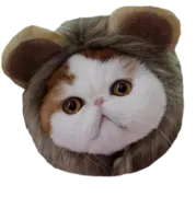 Стикер Cats in hats